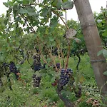 Naturalmente Wine 3* Agliano Terme