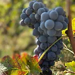 Naturalmente Wine Üdülőközpont