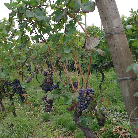 Naturalmente Wine 3* Agliano Terme