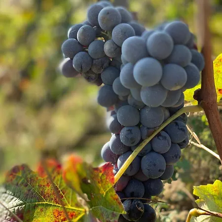 Naturalmente Wine Rezort