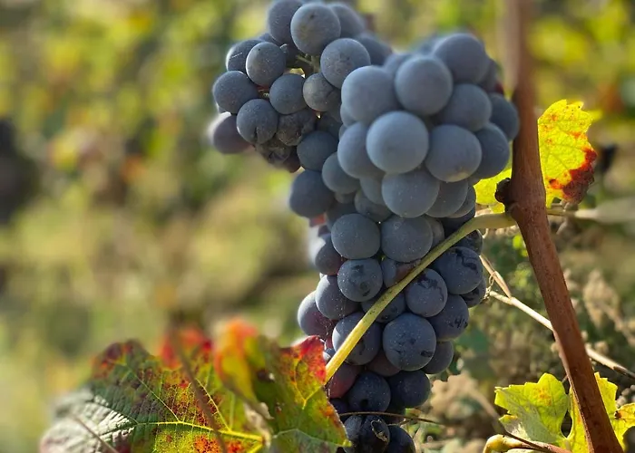 Naturalmente Wine Rezort